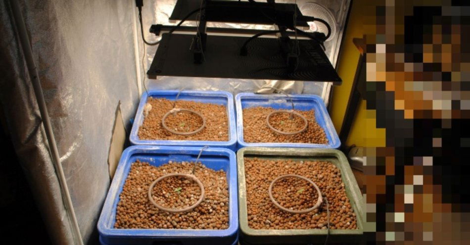 zdjęcie: Policja rozbiła nielegalną plantację marihuany w Pęczniewie / fot. KPP w Poddębicach