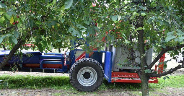 Wypadek podczas zbioru wiśni