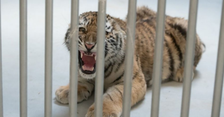 zdjęcie: Zoo w Poznaniu pomogło około 200 zwierzętom z Ukrainy / fot. PAP