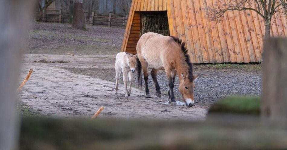 zdjęcie: W 2024 roku w zoo urodziło się ponad tysiąc zwierząt / fot. PAP