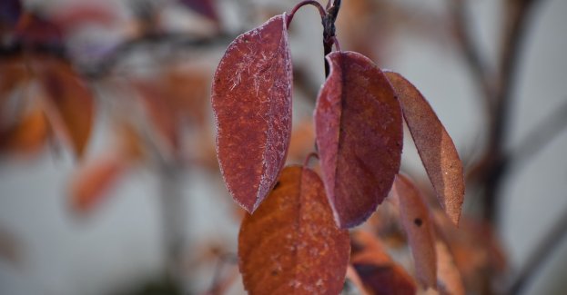 Pogoda Gorzów Wielkopolski