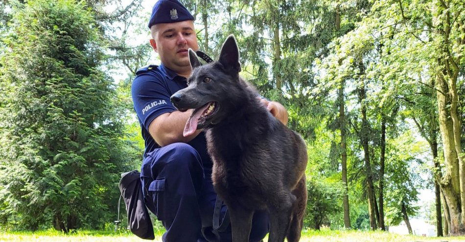 zdjęcie: Aby przeszli na drugą stronę - to motto przewodników psów do wyszukiwania zapachu zwłok ludzkich. Jedyny taki pies na Mazowszu będzie teraz pełnił s / fot. KMP w Radomiu