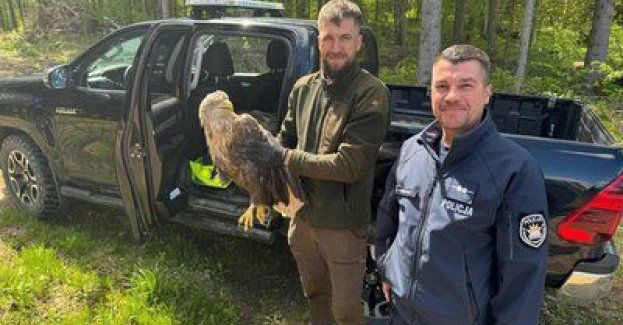 Dzielnicowy wspólnie ze strażnikiem leśnym uratował rannego orła bielika