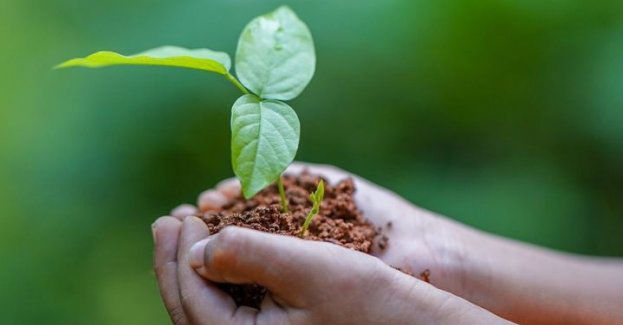 140 tys. nowych sadzonek będzie rosnąć na terenie Huty Głogów