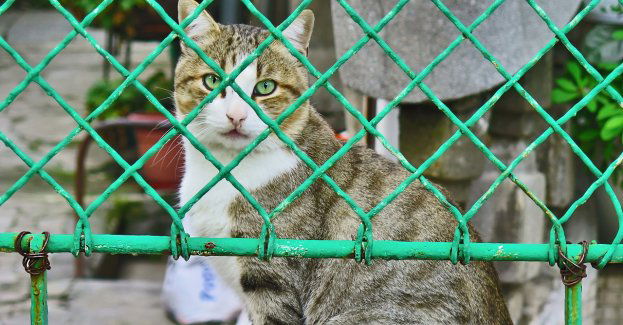 Ratusz apeluje o pomoc zwierzętom w zimie, MPO organizuje zbiórkę tekstyliów