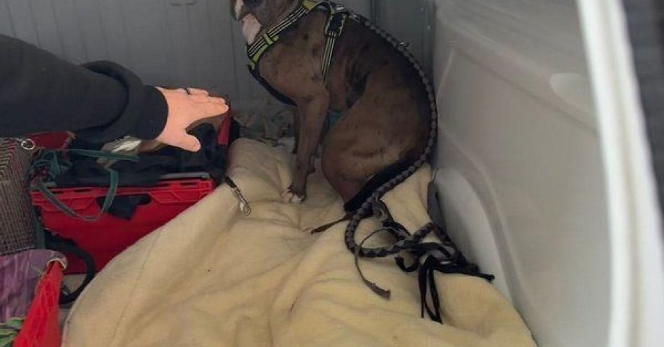 zdjęcie: Właściciel amstaffa odpowie po ataku psa na spacerowiczów / fot. KMP w Wrocławiu