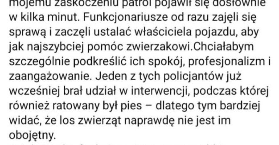 zdjęcie: Policjanci uratowali psa z zaparkowanego samochodu dzięki świadkowi / fot. KMP w Jastrzębiu Zdroju