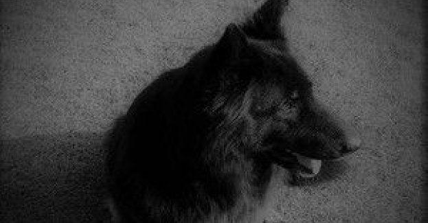 Posiadanie psa wiąże się z obowiązkami o których nie zawsze pamiętają ich właściciele