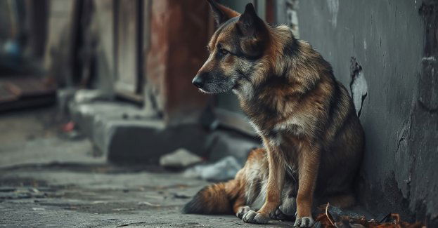 Odpowie za znęcanie się nad psem