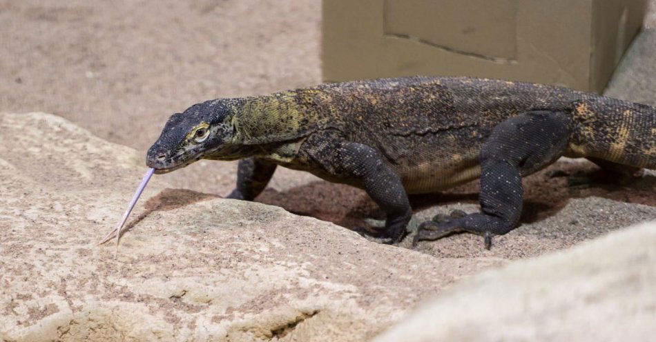 zdjęcie: W niedzielę w Starym Zoo prezentacja nowego warana z Komodo / fot. PAP