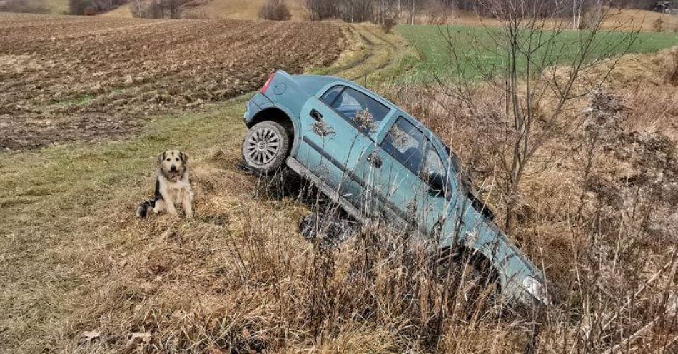 zdjęcie: Kierował w stanie nietrzeźwości i wpadł do rowu. Pilnowany przez wiernego psa usnął na trawie, mając blisko 3,5 promila w organizmie / fot. KMP w Jeleniej Górze