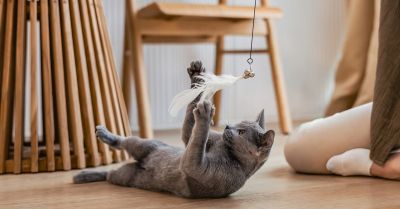 Polacy częściej niż inni opiekunowie wątpią w uczucia swoich kotów. Eksperci: to błędny odczyt sygnałów