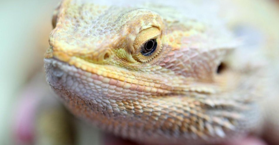 zdjęcie: Egzotyczna agama brodata w bielańskim parku / fot. PAP