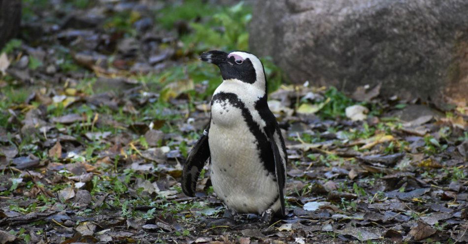 zdjęcie: Nowy dom dla pingwinów w Warszawskim ZOO / fot. nadesłane