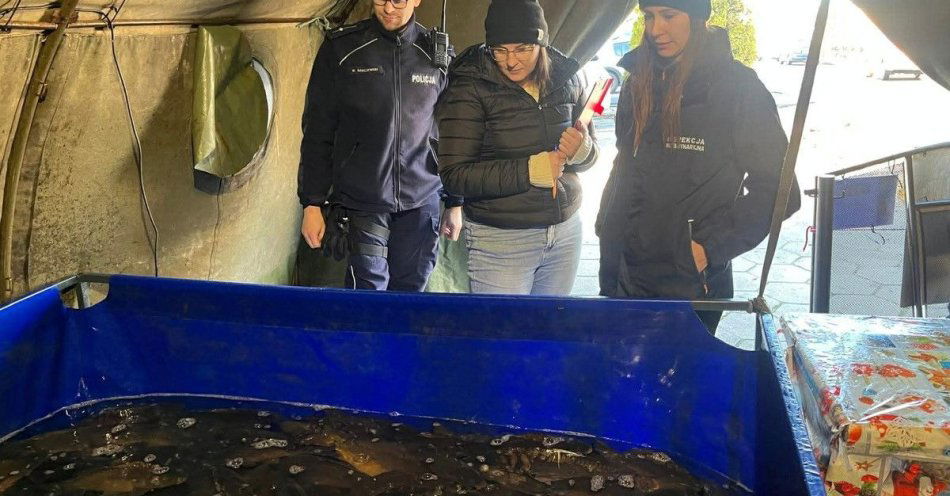 zdjęcie: Kontrole przedświątecznej sprzedaży karpi w Gostyniu / fot. KPP Gostyń