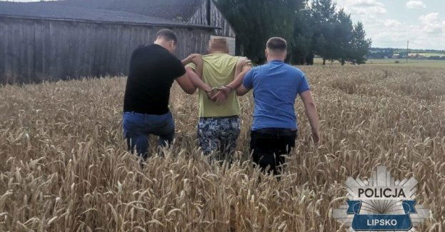 Poszukiwany ukrywał się w zbożu, został zatrzymany przez lipskich policjantów
