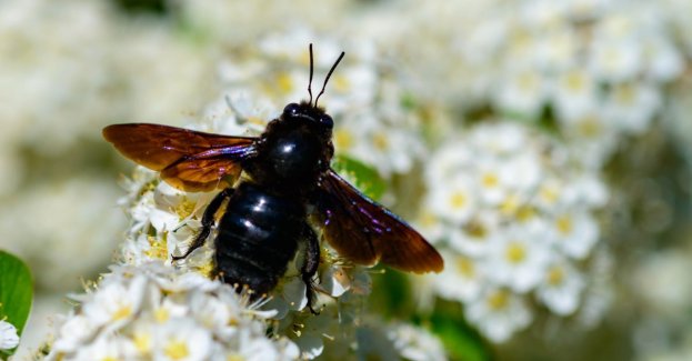 Na Roztoczu pierwszy raz zaobserwowano ściśle chronioną czarną pszczołę