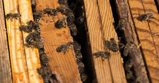 Rosnąca populacja miejskich pszczół miodnych niekorzystnie wpływa na dzikie pszczoły