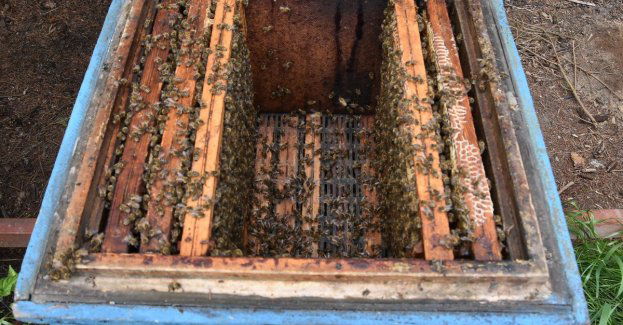 Gorzki finał słodkiej kradzieży