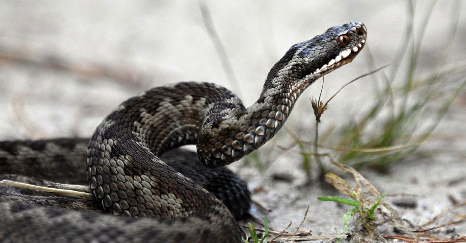 zdjęcie: Goprowcy przestrzegają przed żmijami w Beskidach / pixabay/5714400