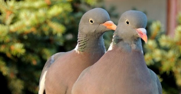 Święto różnorodności