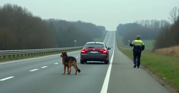 Kierowca uratował dwa psy na DK5 koło Jeleniej Góry