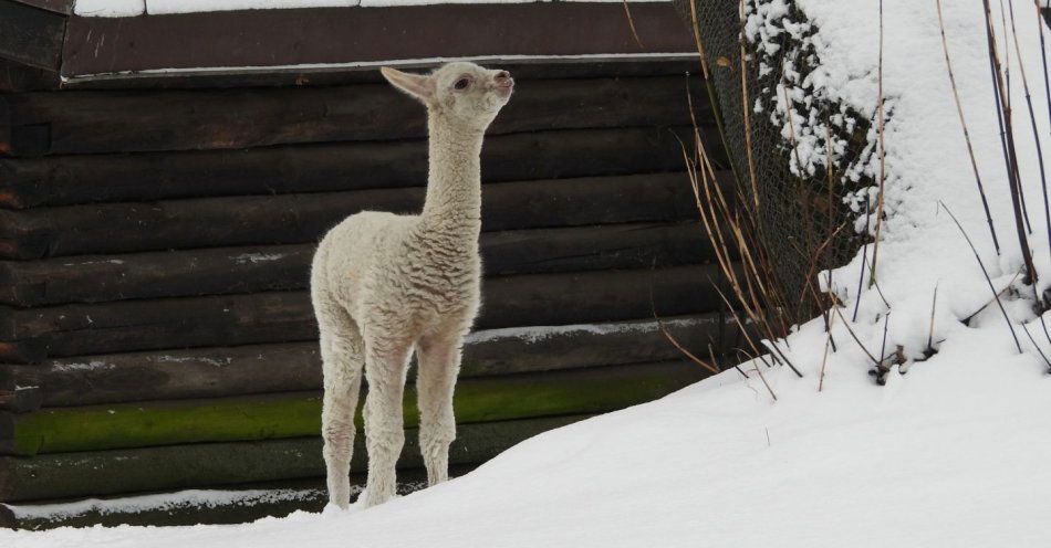 zdjęcie: Nowy mieszkaniec Warszawskiego ZOO - urodziła się alpaka / fot. nadesłane