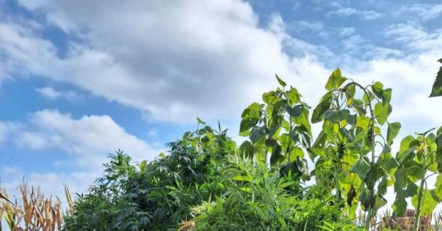 Zamiast warzyw 65- latka uprawiała… konopie indyjskie