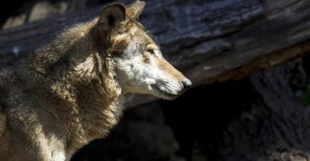 RDOŚ nie potwierdziła pogryzienia człowieka przez wilki