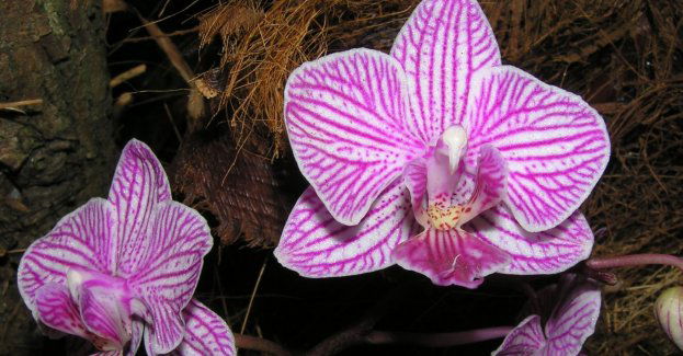 Tajemniczy Świat Storczyków