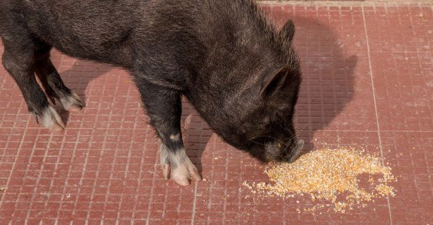 Urząd chce karania mandatami za dokarmianie dzików