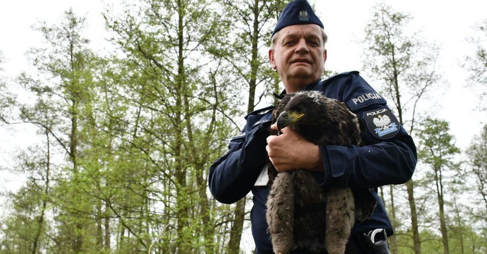 zdjęcie: Policjant pomagał obrączkować orły / fot. KPP Słupca