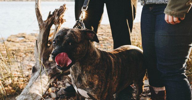 Dynamiczny pościg, blokada, kolczatka i zatrzymanie z użyciem psa w ramach ćwiczeń sztabowych - zobacz wideo! [VIDEO]