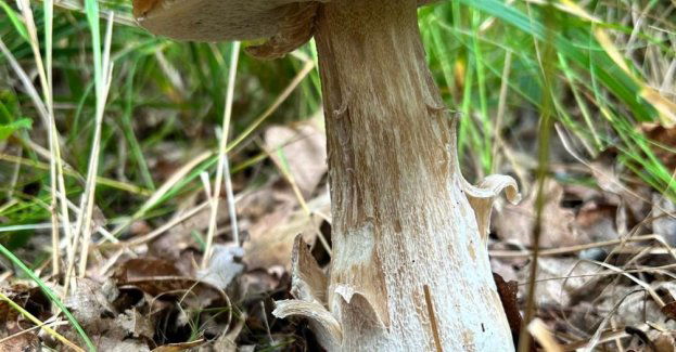 Sezon grzybowy nadchodzi Zadbaj o bezpieczeństwo w lesie