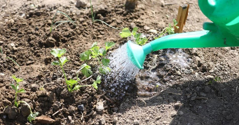 zdjęcie: W związku z suszą w Supraślu zakaz podlewania w dzień ogródków i trawników / fot. PAP