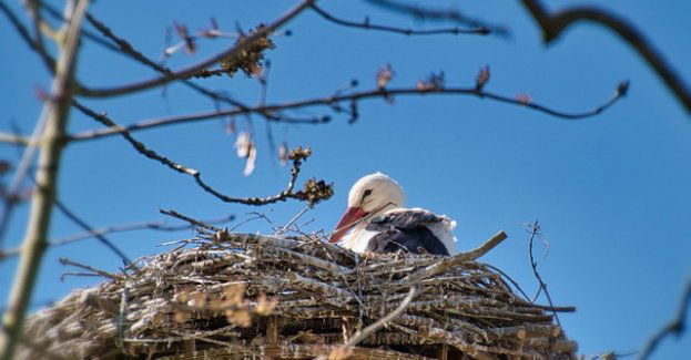 1,5 tys. młodych bocianów gniazdujących na słupach energetycznych otrzyma obrączki
