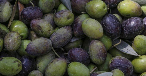 Badaczki z Politechniki Łódzkiej stworzyły jadalne opakowania z wytłoków oliwek