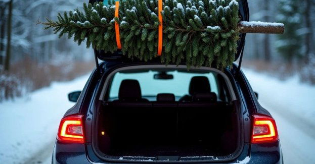 Jak bezpiecznie przewieźć choinkę i uniknąć mandatu