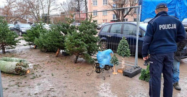 Sprawdzamy punkty sprzedaży karpi i stoiska z choinkami