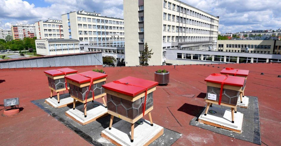 zdjęcie: Owady są zagrożone, ale miejskie pasieki nie są dobrym rozwiązaniem / fot. PAP