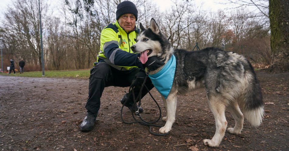 zdjęcie: 12 psiaków do adopcji. W niedzielę rusza kolejna edycja Inicjatywy Drugi Dom / fot. nadesłane