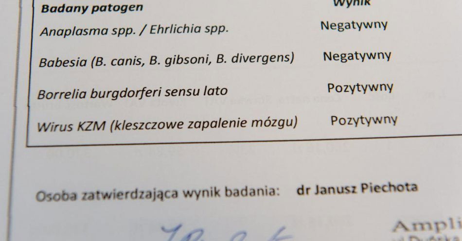 zdjęcie: W tym roku potwierdzono w Polsce 2753 przypadki boreliozy i 47 kleszczowego zapalenia mózgu / fot. PAP