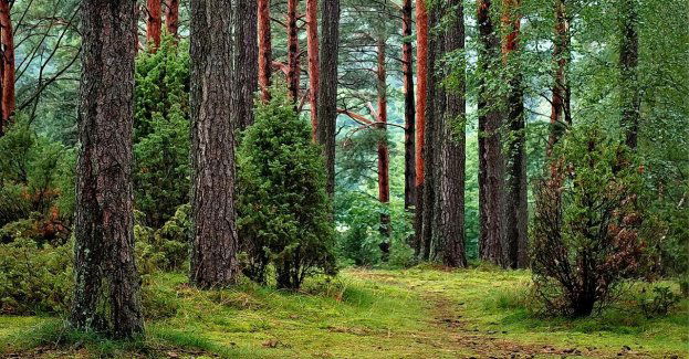 W Parku Narodowym Bory Tucholskie trwają prace leśne