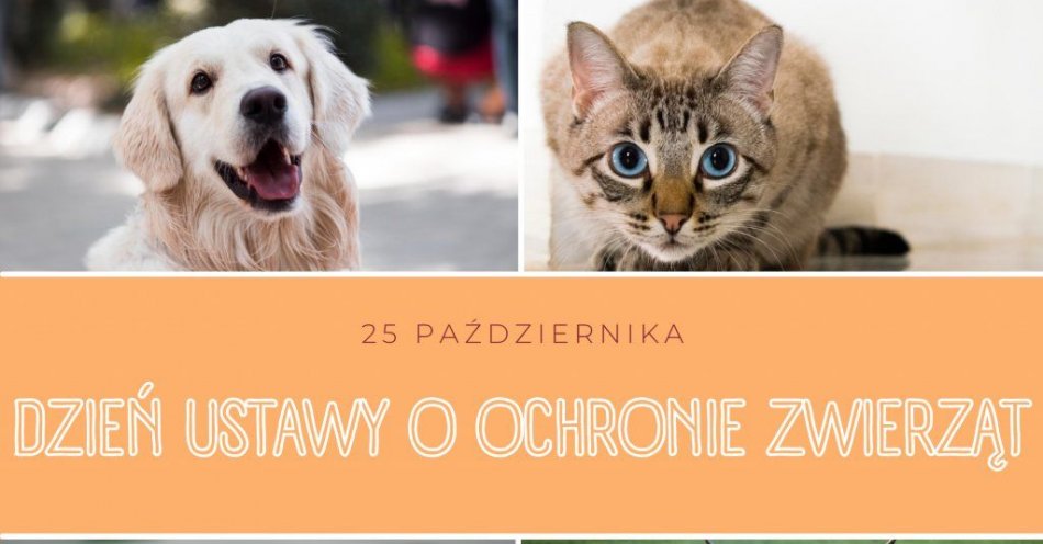 zdjęcie: 25 października obchodzimy Dzień Ustawy o Ochronie Zwierząt / fot. KPP w Węgorzewie