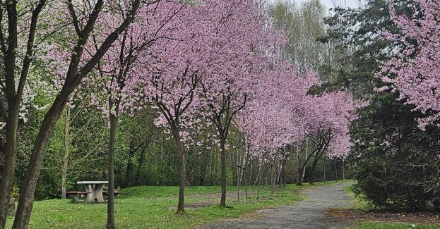 Katowice inwestują w parki