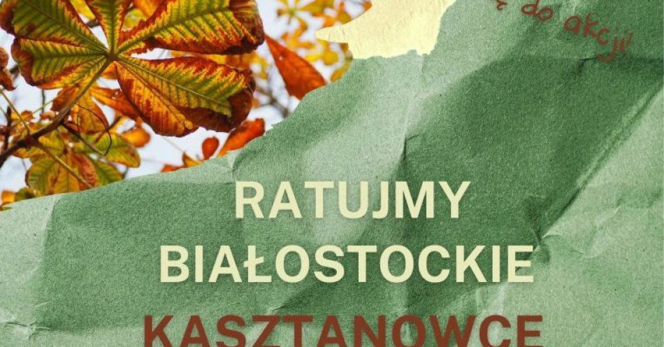 zdjęcie: Białostoczanie kontra szrotówek - dołączmy do akcji ochrony kasztanowców / fot. nadesłane