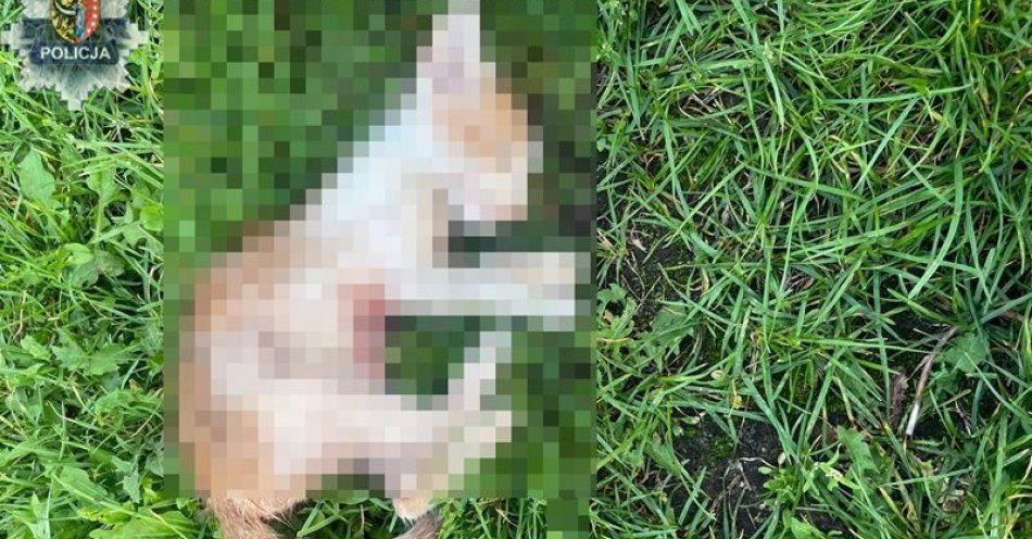 zdjęcie: Podejrzany w rękach policjantów: 53-latek tymczasowo aresztowany za znęcanie się nad kotem / fot. KPP w Polkowicach
