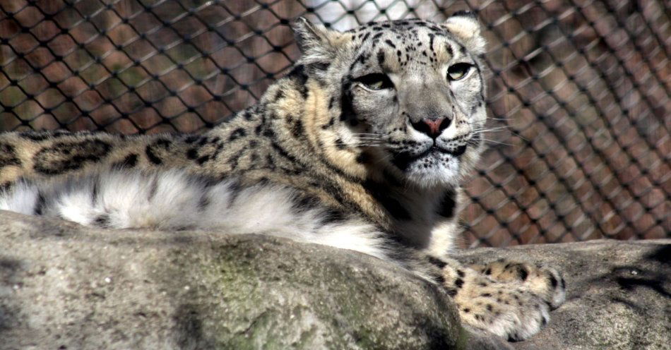 zdjęcie: Suri zwyciężczynią styczniowego plebiscytu na Zwierzaka Miesiąca Warszawskiego ZOO / fot. nadesłane