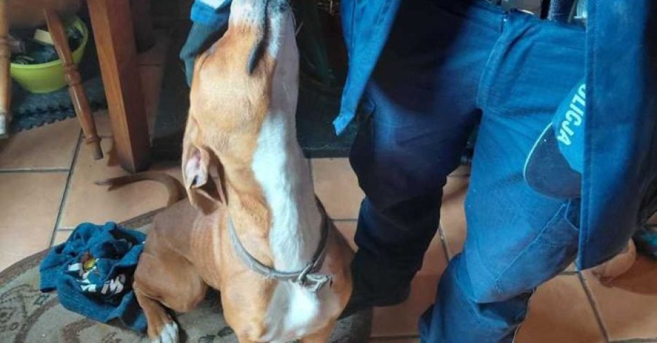 zdjęcie: Dzielnicowi uratowali wychudzonego psa w Czerwionce / fot. KMP w Rybniku