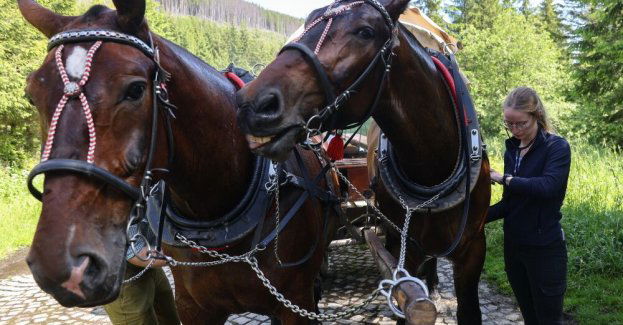 Tatry: na majówkę bez zmian w transporcie do Morskiego Oka; konie pozostają na trasie